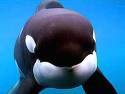 freewilly
